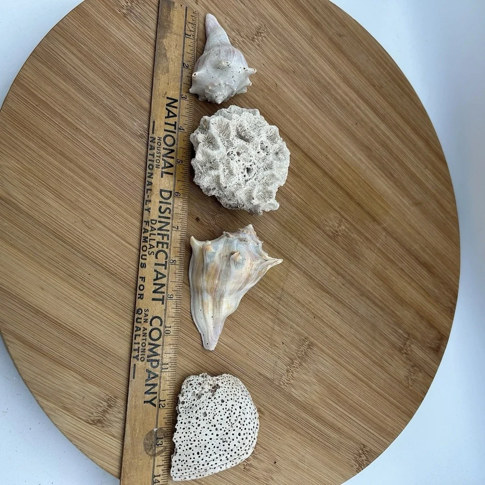 Dried Natural CORAL Fossil Whelk Shell Sea Stone Home Decor Aquarium Unique‎